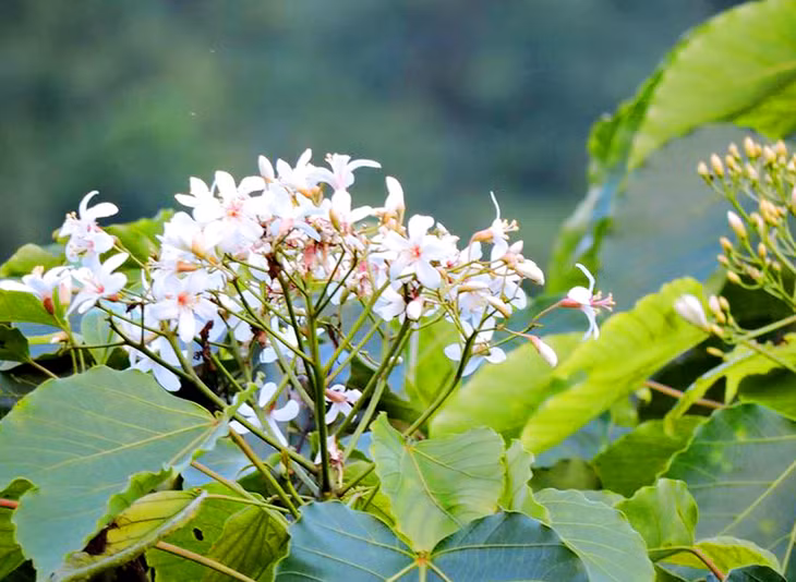 美丽的千年桐花于3月底4月初绽放