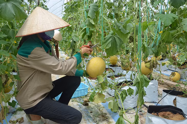 哈密瓜种植75天后可收获。