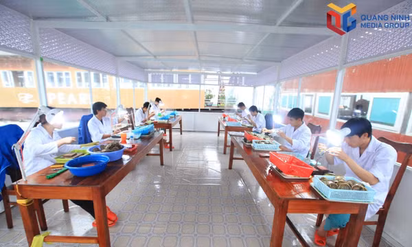 让越南广宁下龙的珍珠走近游客