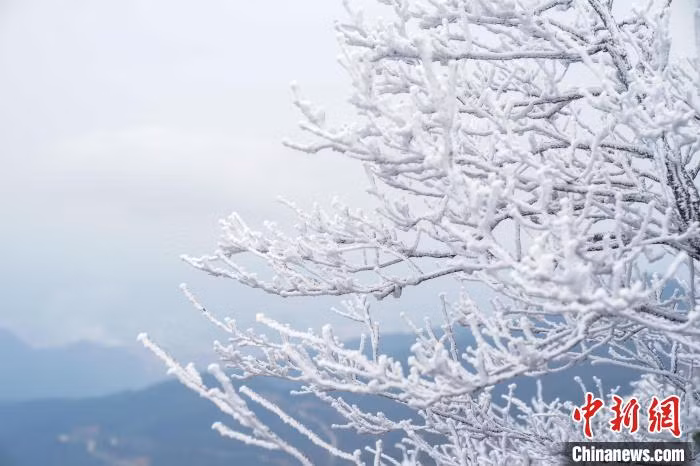 广西南宁大明山景区迎来2023年首场雾凇 ảnh 3