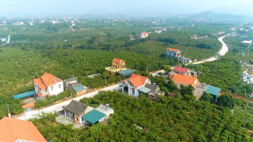 东朝市番荔枝种植区给当地居民带来稳定的收入。