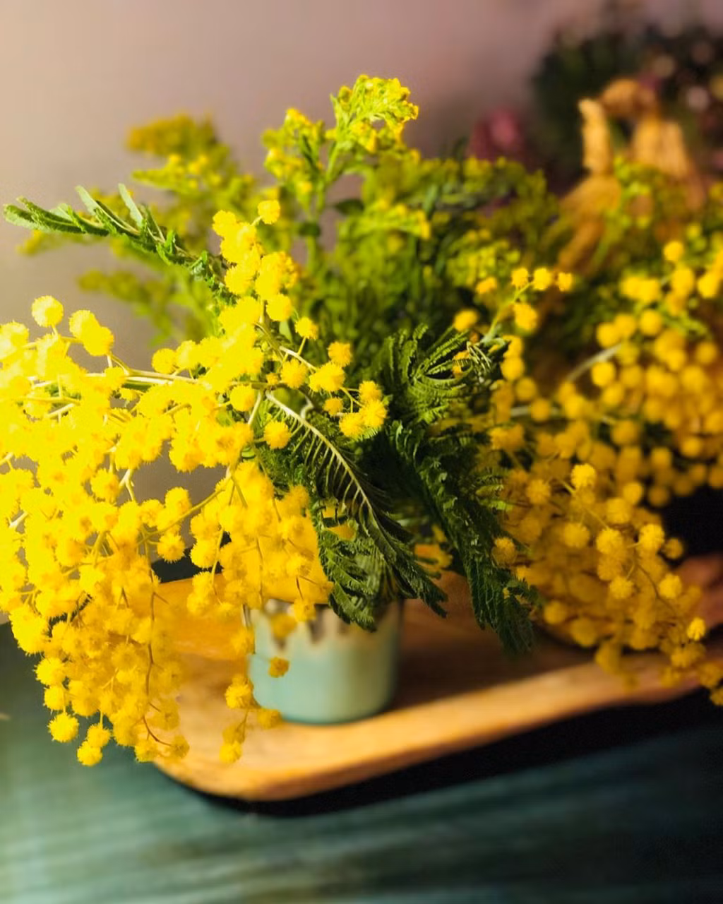 任何角度拍摄金合欢花都非常可爱 Dù chụp ở góc nào thì Mimosa cũng rất đáng yêu
