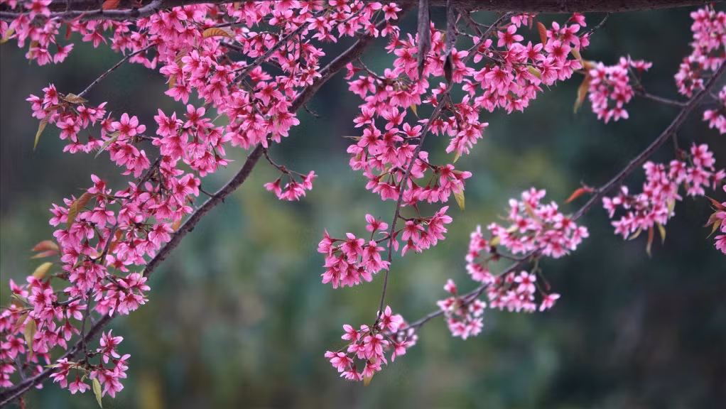 厚仆花外观与桃花颇为相似，有五片花瓣，比桃花花瓣更细长。花瓣呈粉红色，搭配红色花蕊，聚集成大花簇。