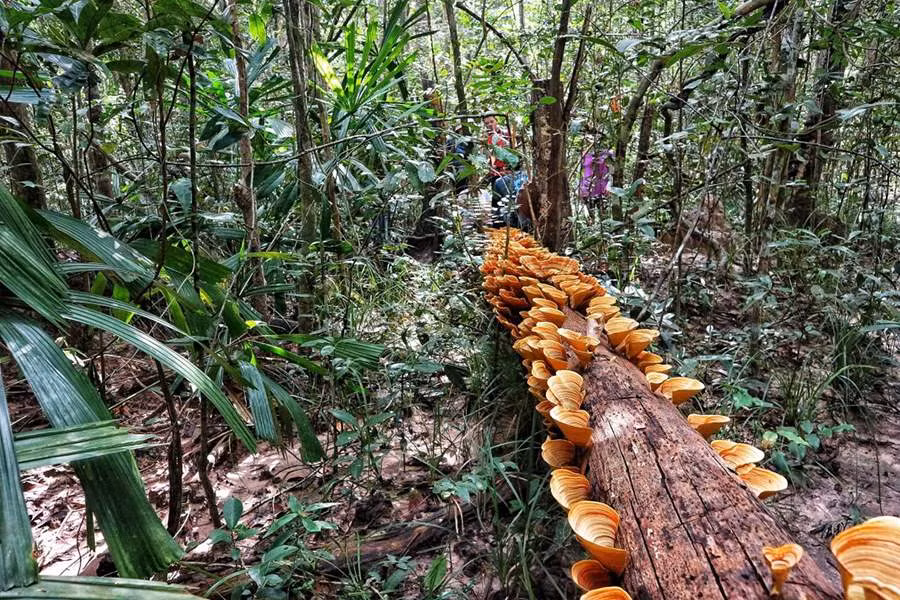 罗格萨玛国家公园的植物种群非常多样化。 Hệ thống thực vật của vườn quốc giaLò Gò Xa Mát vô cùng đa dạng.