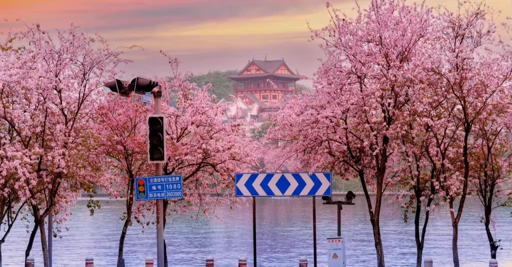 又到一年赏花季 ảnh 9