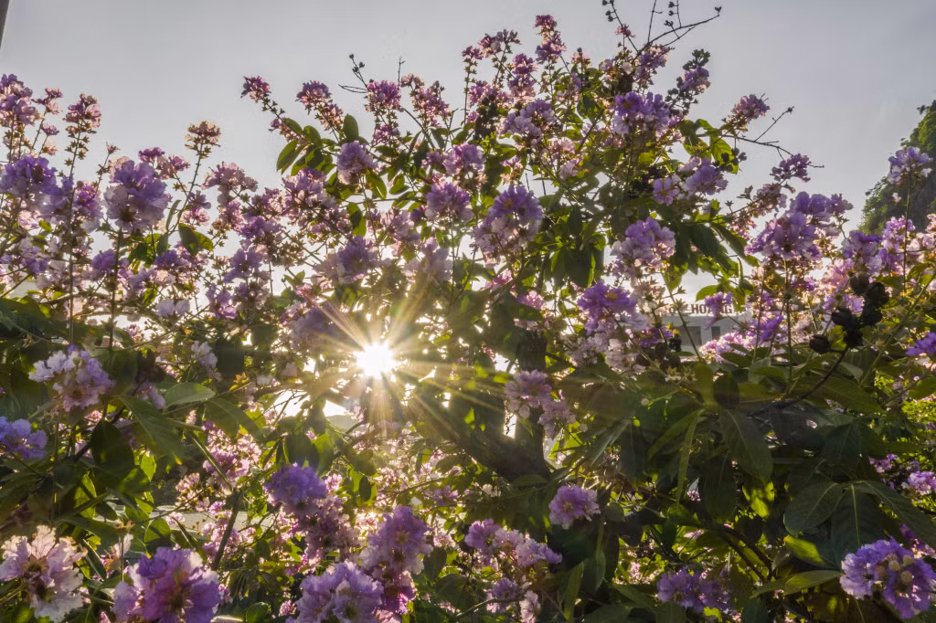紫色花在夏日阳光下的美丽。