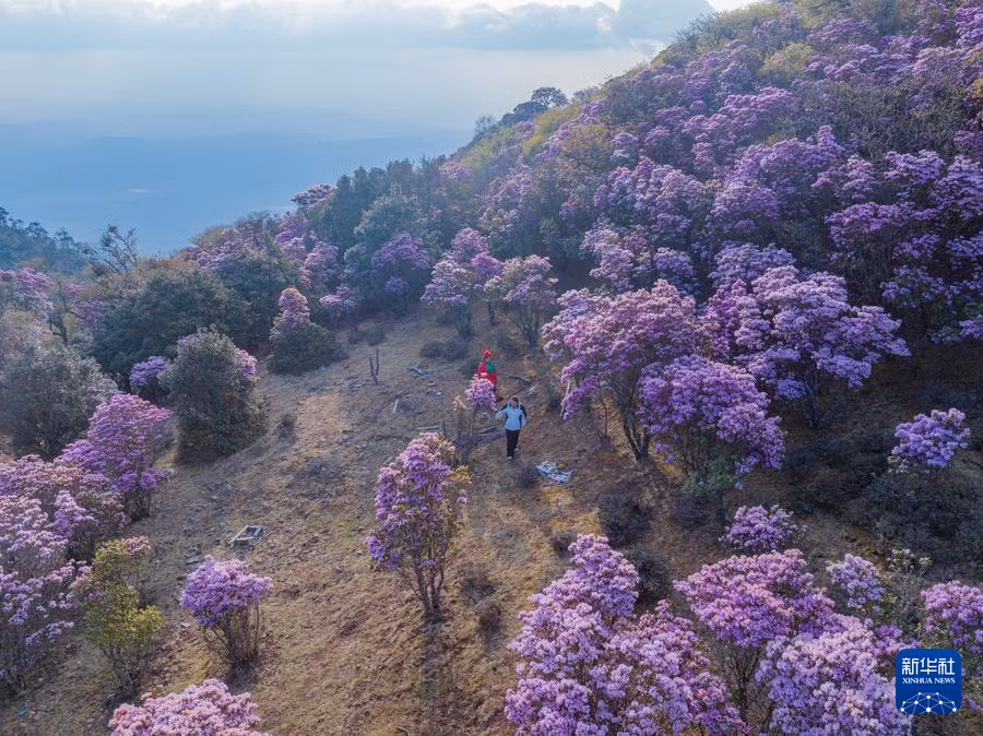 游人在云南省大理白族自治州洱源县马耳山杜鹃花海游玩 Du khách vui chơi giữa biển hoa đỗ quyên Mã Nhĩ Sơn, huyện Nhĩ Nguyên, châu tự trị dân tộc Bạch Đại Lý, tỉnh Vân Nam