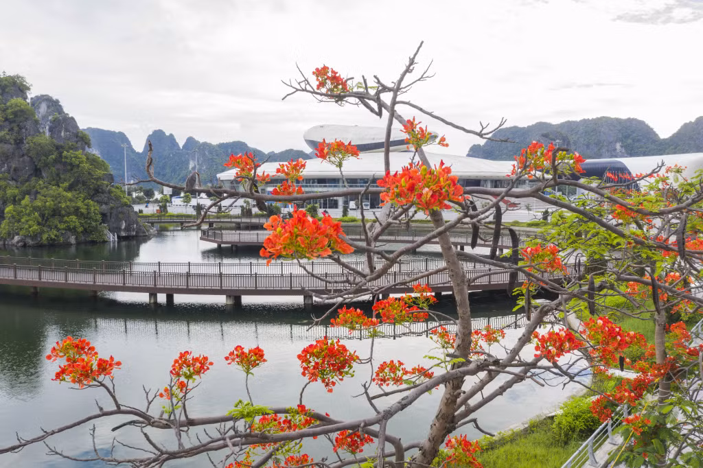夏季来临时，鲜红的凤凰花凸显了广宁海豚宫、海盛湖等著名建筑工程。