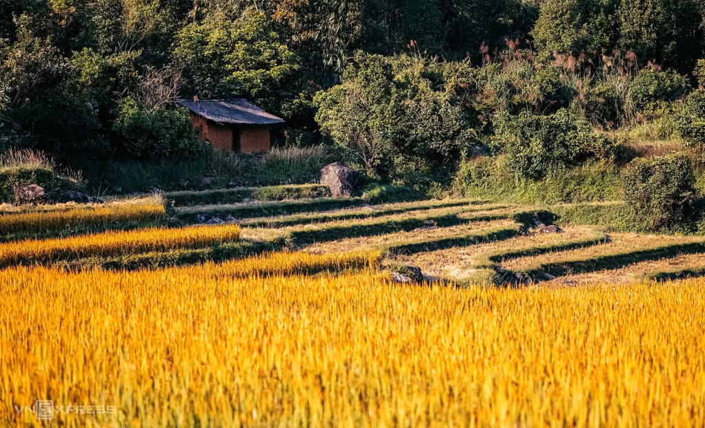 每年9月份到来,平辽梯田的水稻进入成熟的季节。
