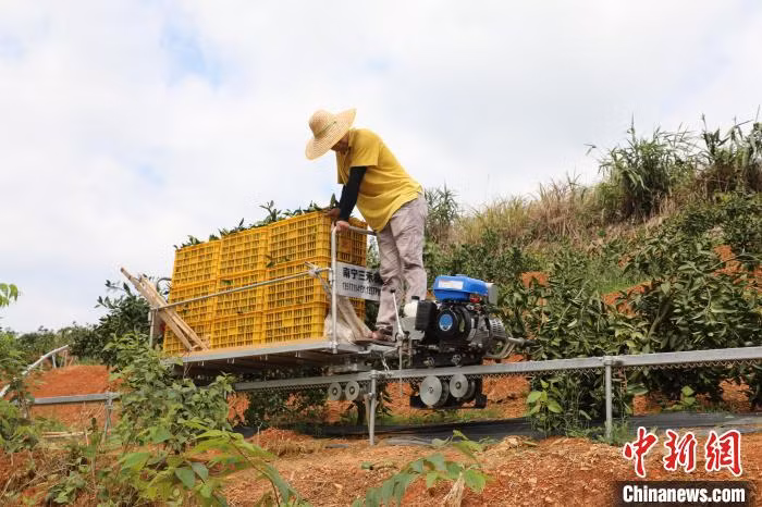 工人用山地果园轨道运输机搬运特早熟柑 Công nhân dùng xe vận chuyển bằng đường ray cho vườn cây trên núi vận chuyển cam chín sớm