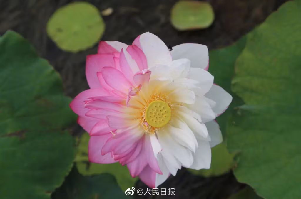 广西发现中国第二个云朵石洞穴奇观 ảnh 3