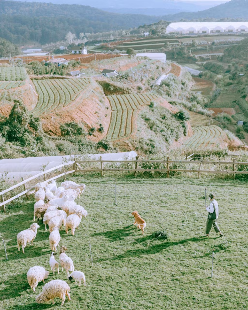 大叻绵羊农场吸引众多游客。 Nông trại cừu ở Đà Lạt hấp dẫn du khách.
