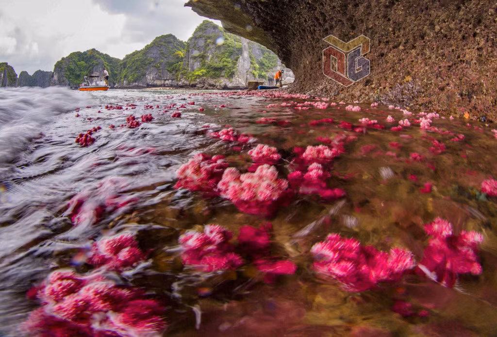 下龙湾的“海丽花园”。