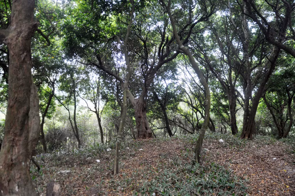 位于姑苏岛县同进乡沿海道路旁边的原始林