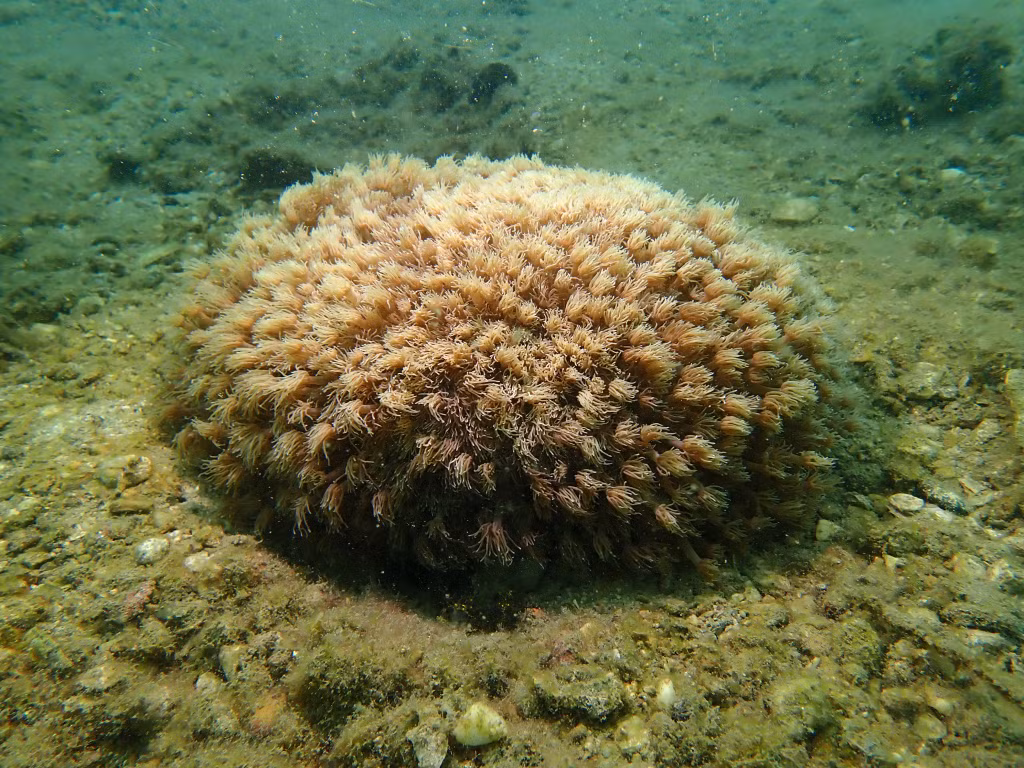 海洋资源与环境研究院专家在姑苏海域拍摄的软珊瑚（上图）和珊瑚群落（下图）。
