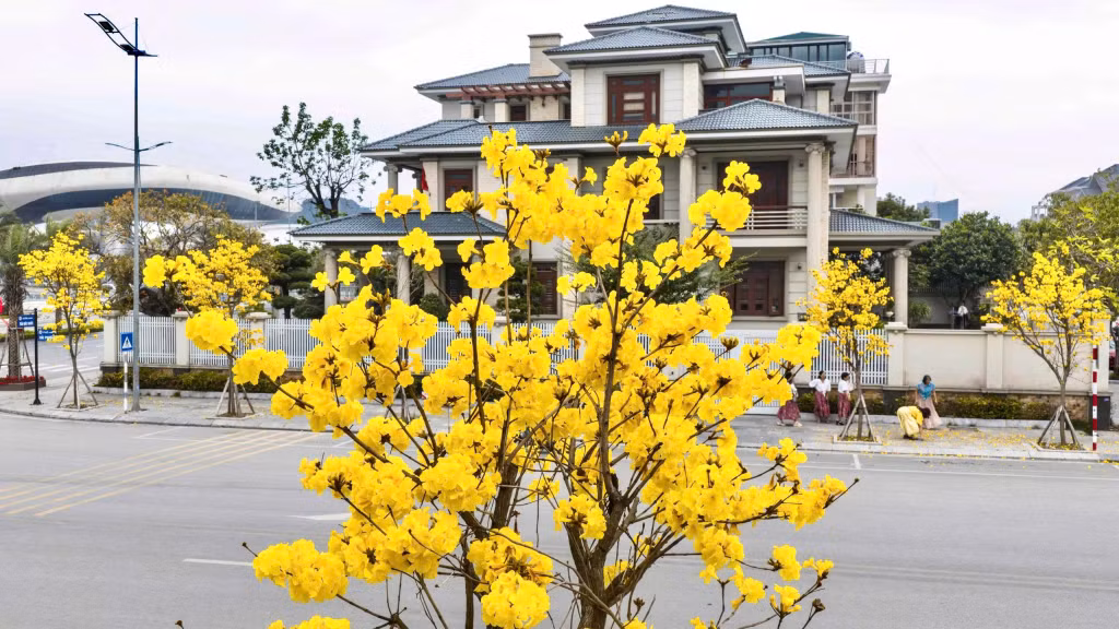 盛开的风铃花朵将下龙湾沿岸的道路装点得五彩缤纷。 ảnh 9 盛开的风铃花朵将下龙湾沿岸的道路装点得五彩缤纷。 ảnh 9