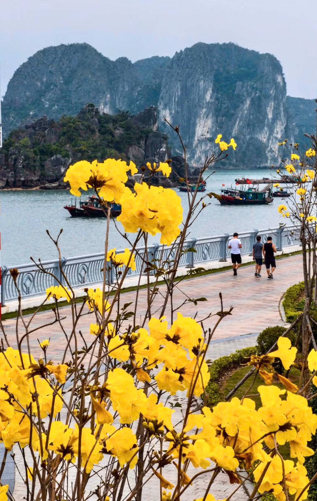 黄昏时分，这里一片宁静祥和，当地居民悠闲地漫步，在金色的花海下享受着新鲜空气。