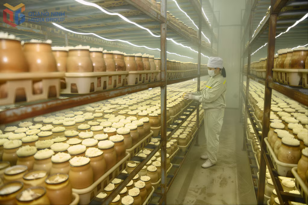 龙海责任有限公司在冷库环境下采用生物技术生产菌菇。