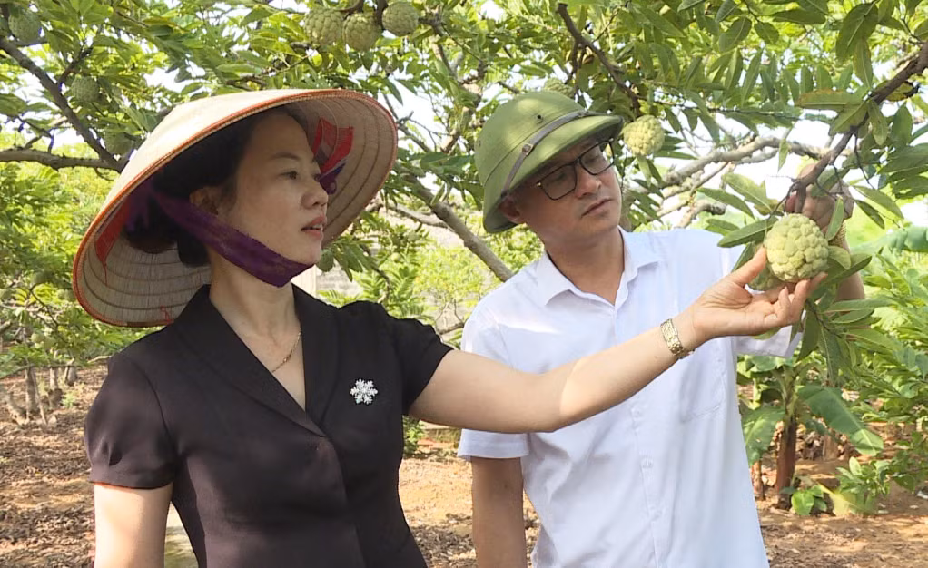 在东潮市的指导下，许多番荔枝园主不断改良番荔枝品种以提高果实的产量和质量。