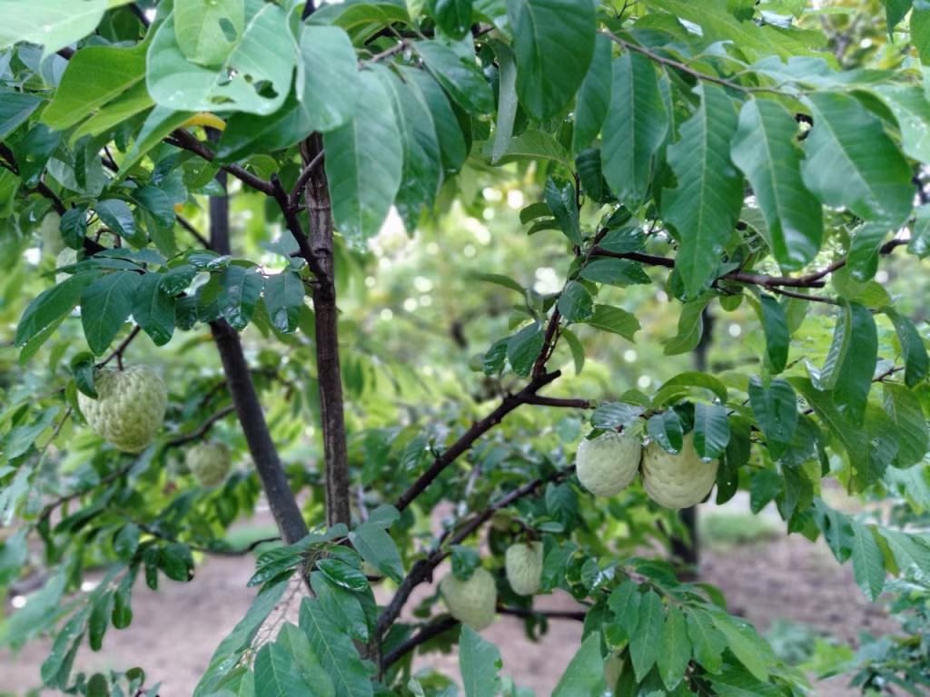 东朝番荔枝进入成熟旺季 ảnh 5