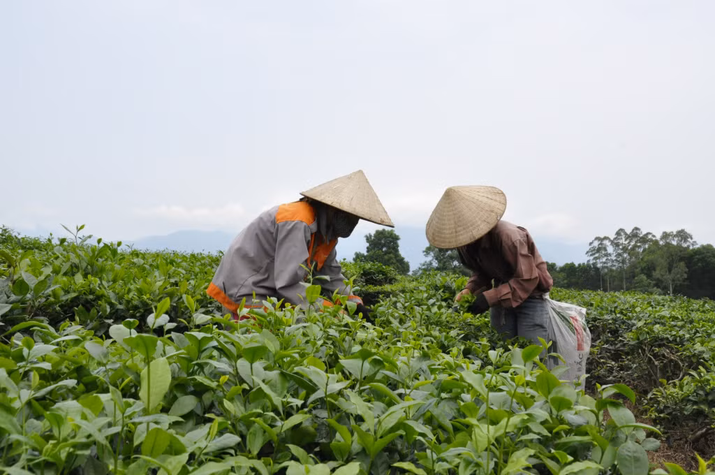 海河县广龙乡茶农采摘忙。