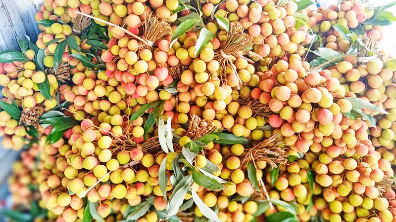 芳南早熟荔枝