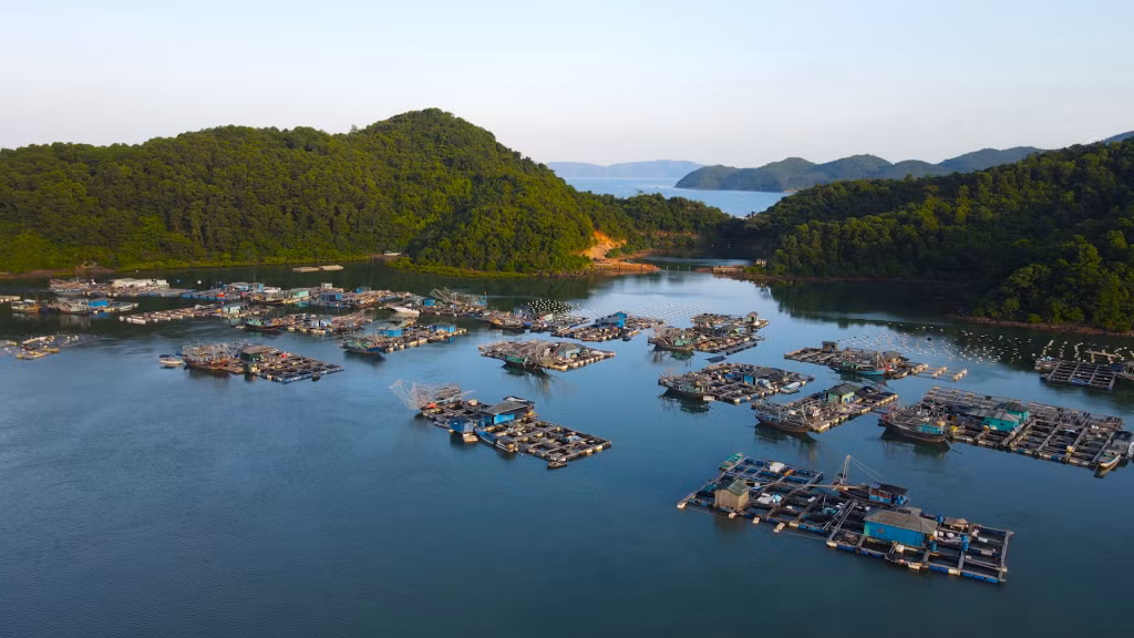 潭河县新立乡福进村的海上水产养殖场。