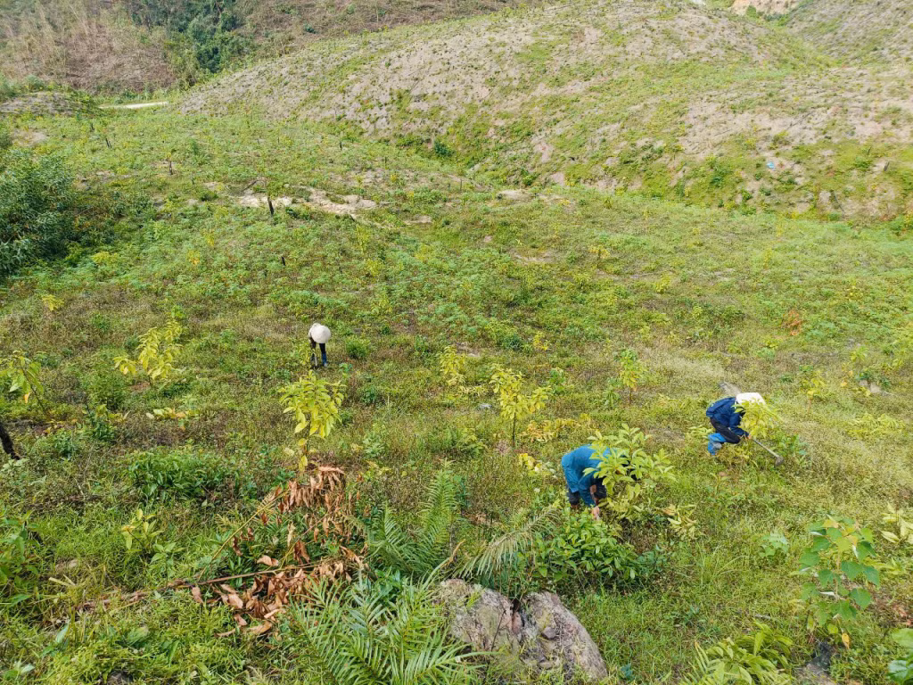 第三号台风过后 波制县当地人尽快重新种植折断、倒下的绿树。