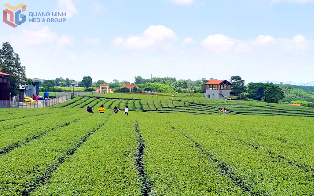 广隆茶区秀美的自然风光和悠久的历史传统，是吸引游客前来观光体验的重要因素。