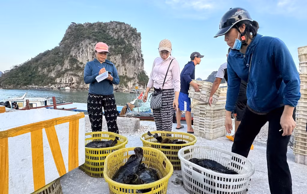 一些养殖户在网箱里拿家剩余的石斑鱼。