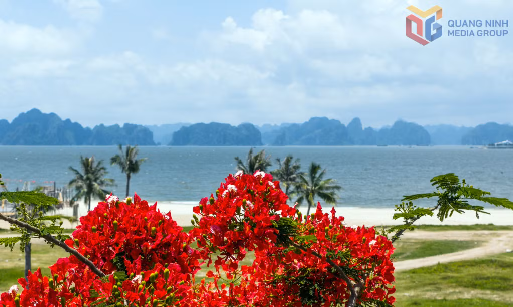 凤凰花的火红与白沙、碧海相映成趣，在拜寨旅游区海滨勾勒出一幅色彩斑斓的画卷。