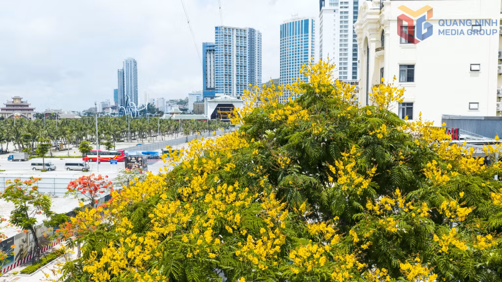 金黄花在夏日里绚丽绽放，成为城市空间里的一抹亮色。