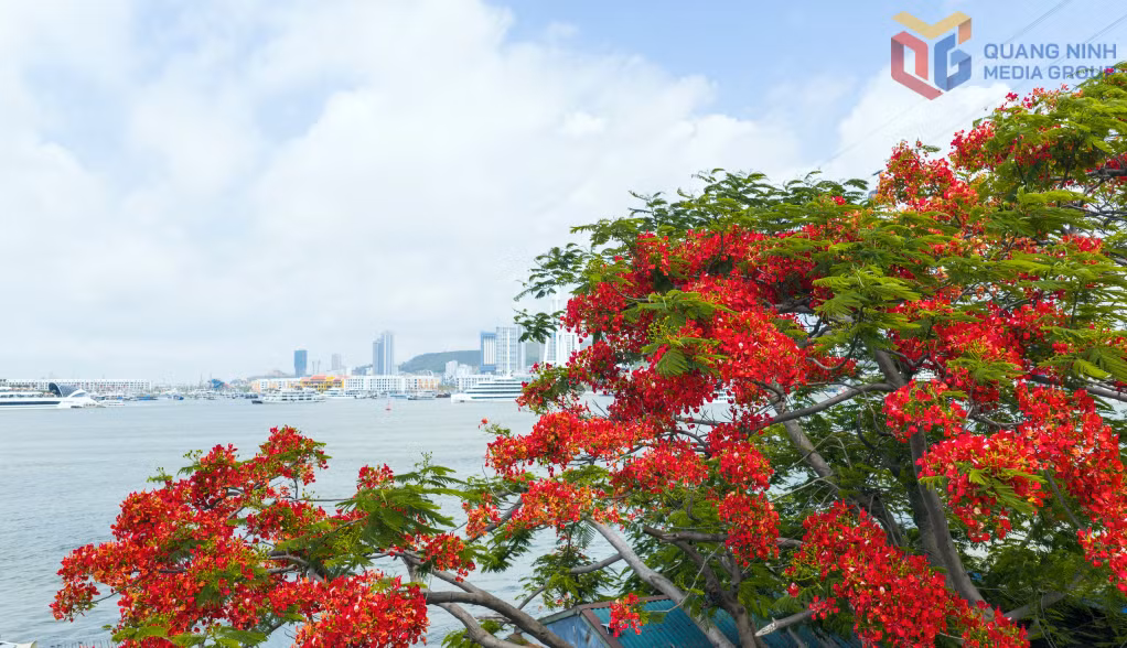 &nbsp;遗产湾畔，夏花绚烂 ảnh 5