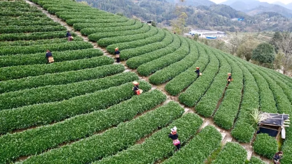 春天来了 看广西金秀瑶乡茶园采茶美如画 ảnh 4