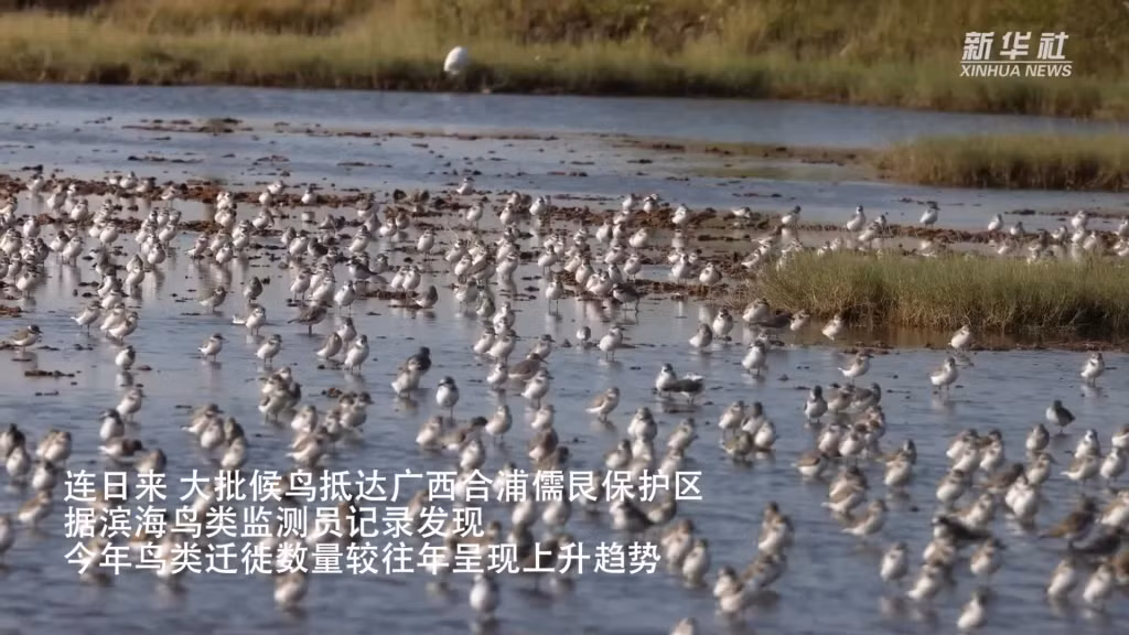 广西合浦儒艮保护区迎来大批迁徙候鸟 ảnh 1