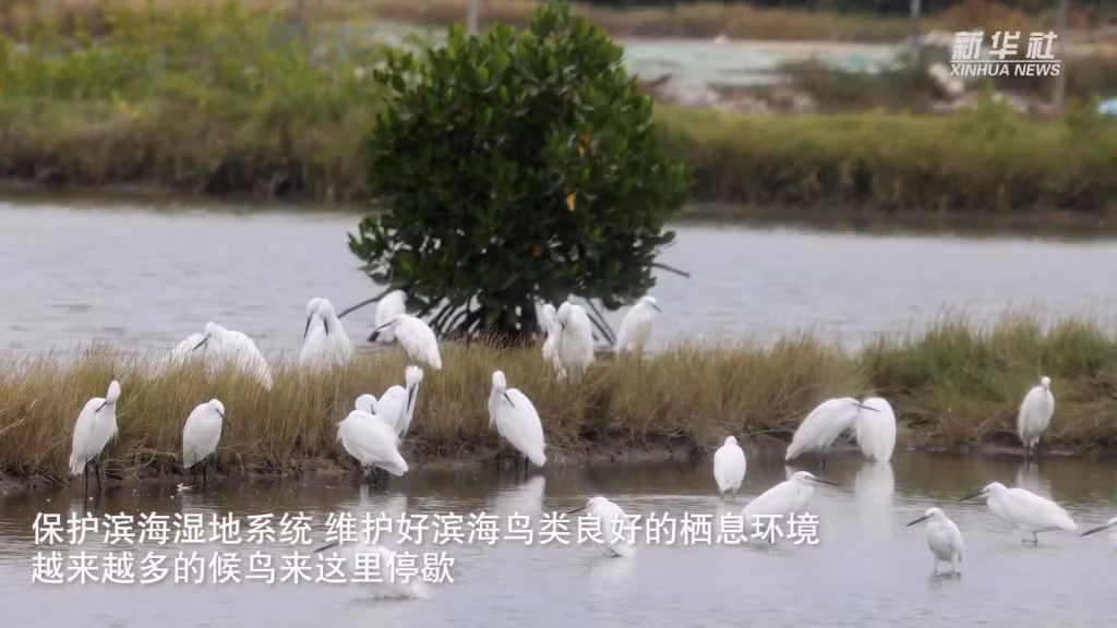 广西合浦儒艮保护区迎来大批迁徙候鸟 ảnh 2