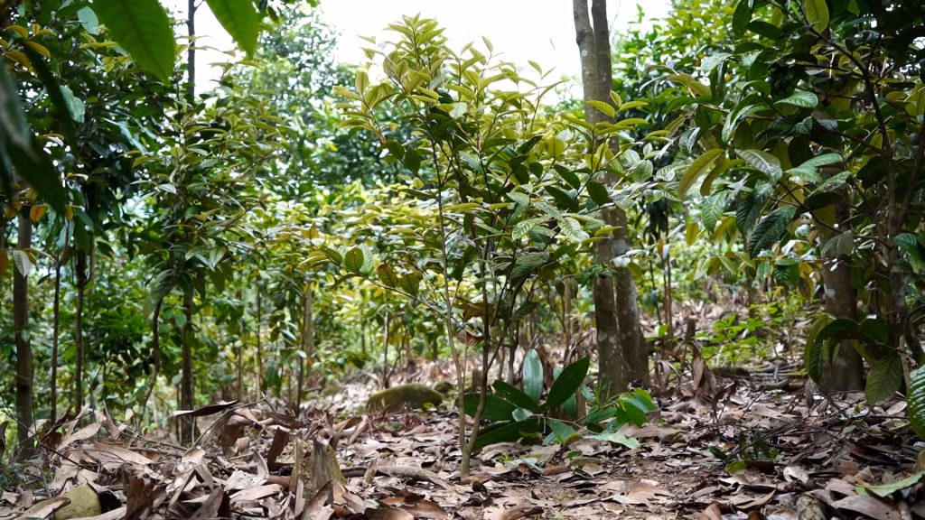 波制农民在桂树下种植黄花茶木林。