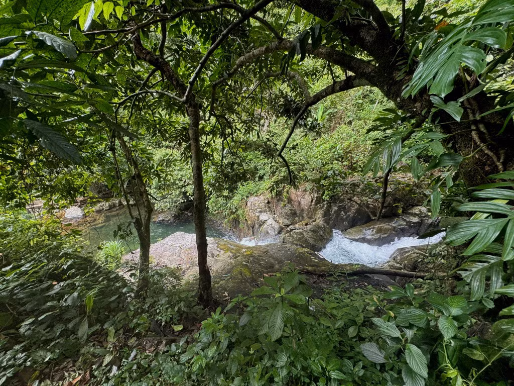 清凉的小溪在森林树冠下蜿蜒流淌。