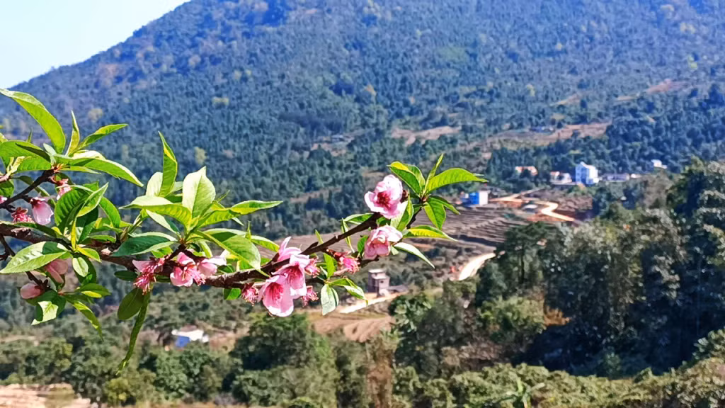 山区边境的春天花色 ảnh 7