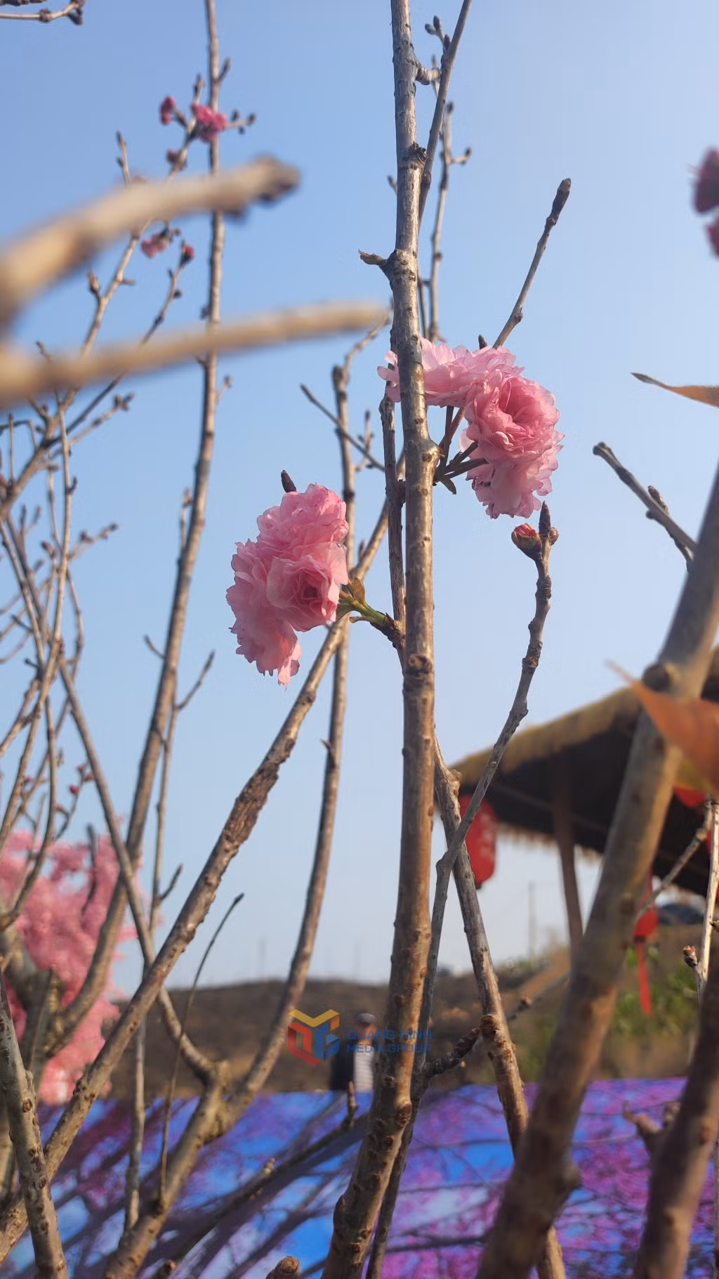 奇上樱花节首次在下龙市举办 ảnh 5