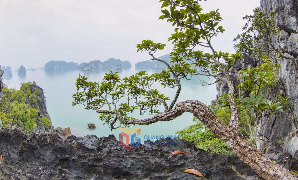 老树仿佛焕发出新的生命。