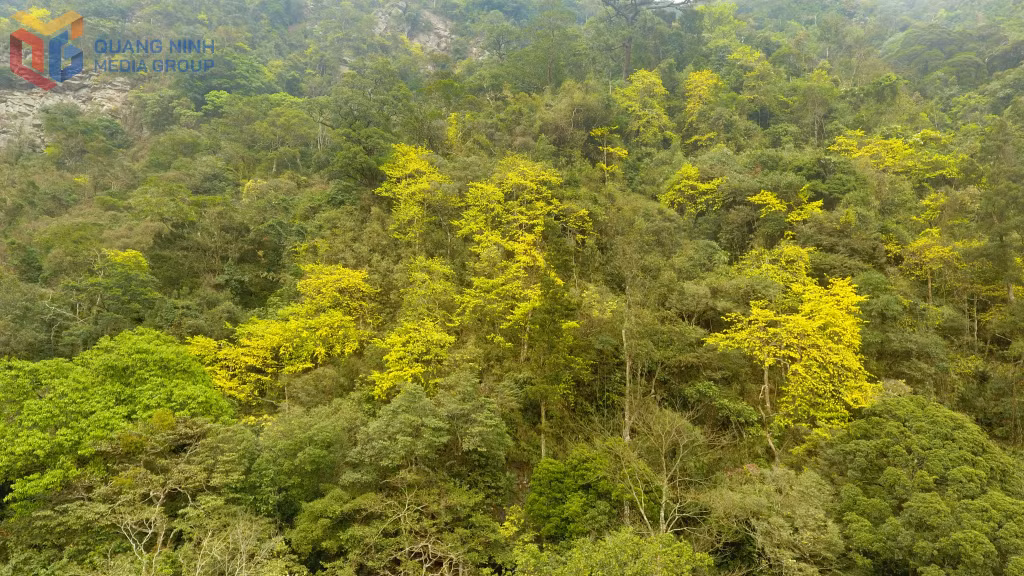在这片山林中，许多数百年树龄的古梅花傲然绽放。其中有20棵古梅树被确认为越南遗产树。
