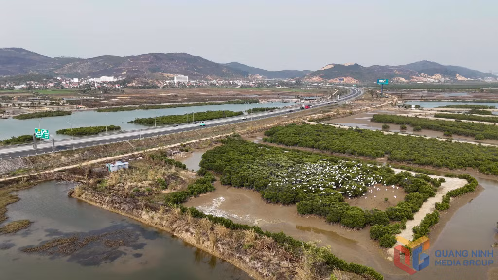 下龙-海防高速公路旁的红树林是鹳的家园。