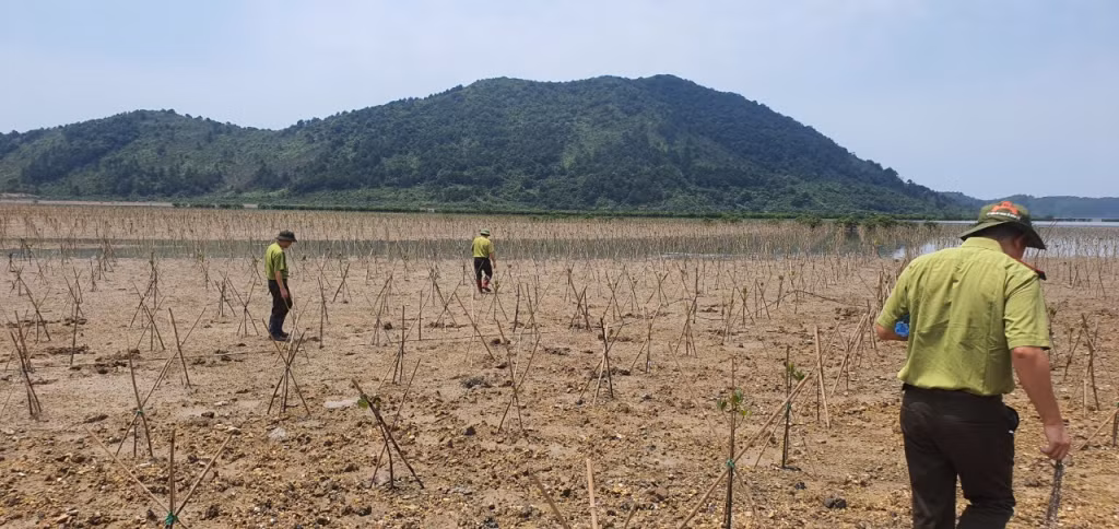 芒街市护林单位干部检查永中乡红树林种植项目。