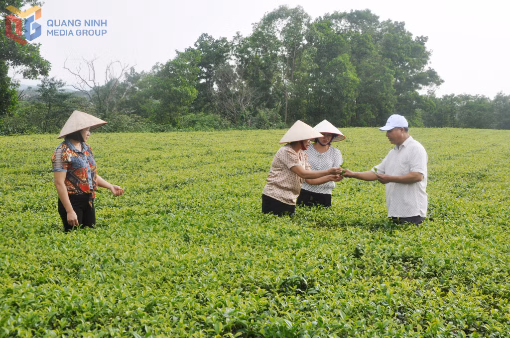 唐花产茶区
