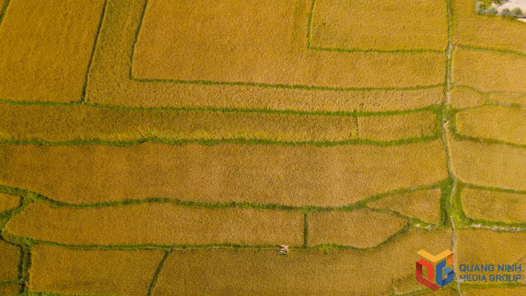 陆魂乡的金秋色彩预示着收获的季节，新稻的季节。