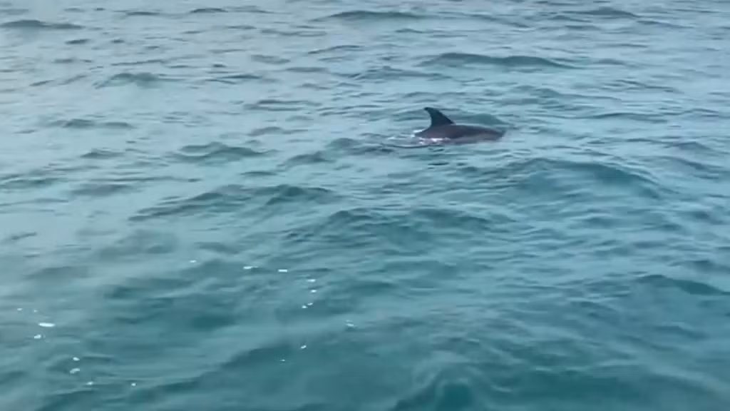 海豚在姑苏海域出现
