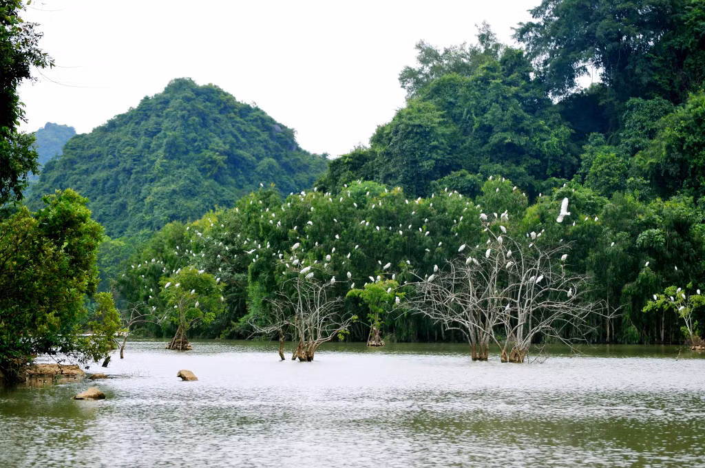 通岩被称为鸟类的王国 Thung Nham được mệnh danh là vương quốc của các loài chim