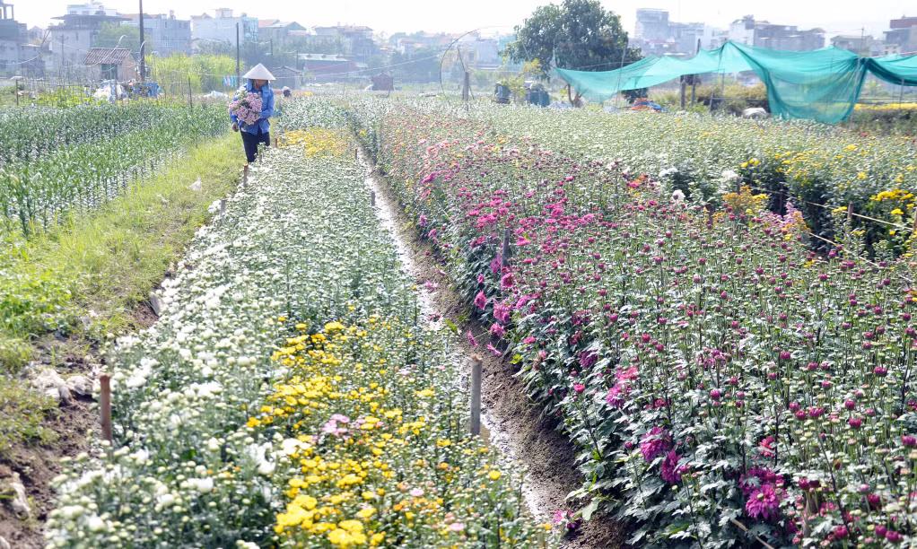 横葡花农备战年花忙。