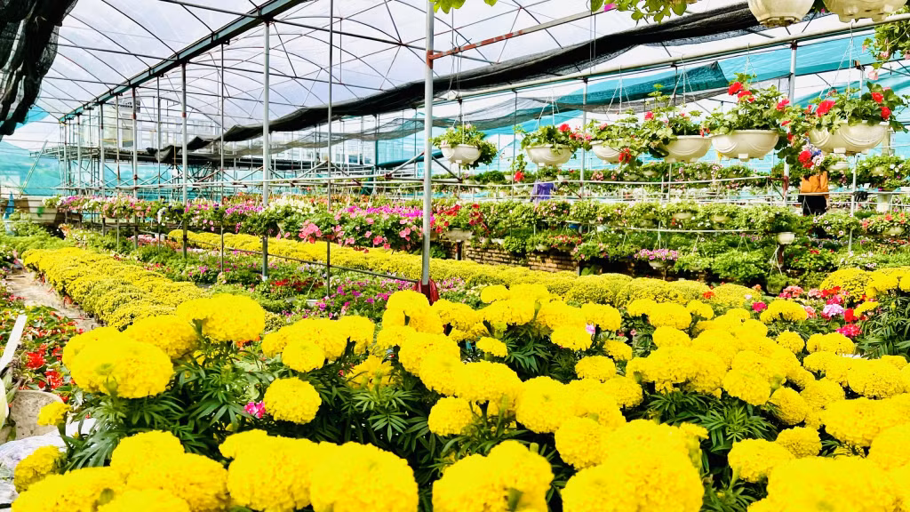 除了传统花卉种类意外外，今年春节花村还向市场提供多种新花卉。
